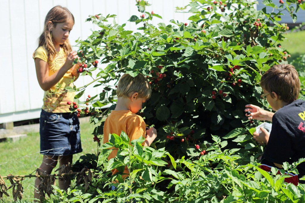 Kids picking blackberries